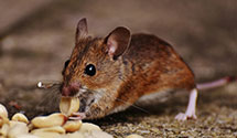24 Hour & Emergency Exterminators in Woodson, AR